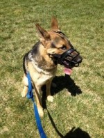 Roscoe-15 Mos.                 Muzzle Restraint for Aggression