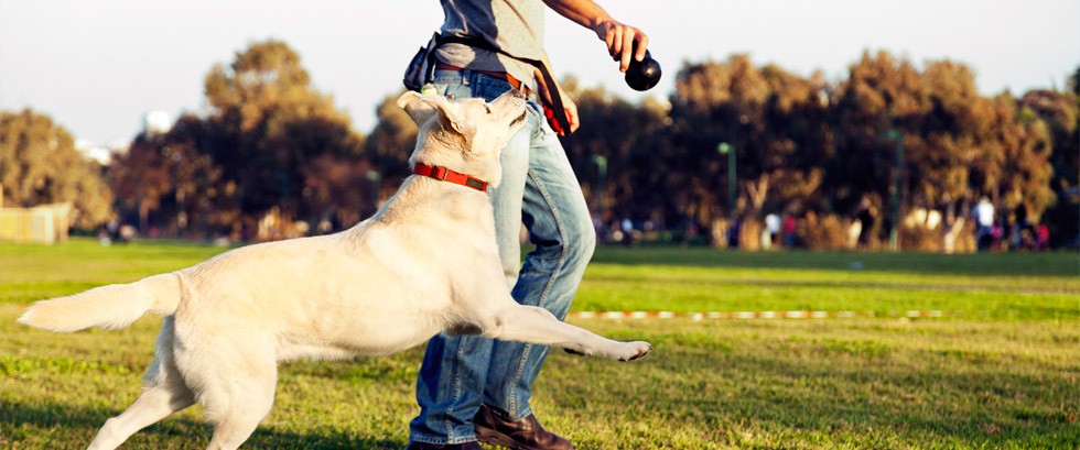 professional dog training