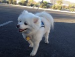 Watapa 6 Yr Mini American Eskimo