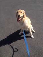 Cruz  7 Mo Golden Retriever