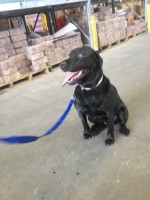 Reese  5 Yrs Blk Lab