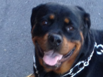 16 Mo. Rott - "Storm"