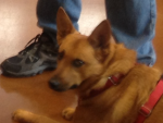 Peyton 3 yr. old N. Carolina Dog (Am. Dingo)