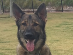 Cairo 18 Month GSD