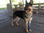 Jasper - 8 Month GSD