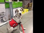 Bella 6 Mo. Great Dane Service Dog training