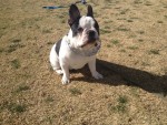 LB  7 Mos French Bulldog 