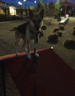 Piper on Obstacle course
