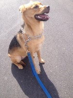 Roxy GSD/Lab Mx 10 Mos