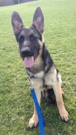 Madison GSD 4 Mos