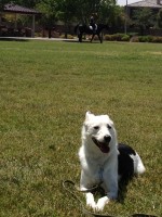 Max Border Collie