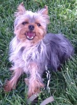 Maxi 8 Mo Teacup Yorkie