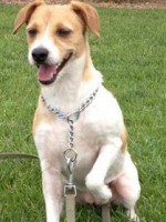 Molly - 4yr. Jack Russell