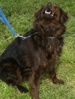 Buddy - 2yr Spaniel Mx Just the Basics