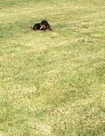 â€‹King-5 Mos.Rottweiler Extended Lead/Stay Re-inforcement