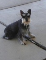 Mini - 3 Yr  Schnauzer