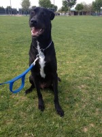 Rhondo Black Lab 2 yrs